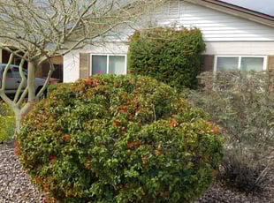 Bush Trimming by Raul Blanco for Ryan V. in Scottsdale, AZ