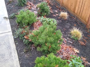 Weeding by Dana Knickerbocker for Rena Y. in Renton, WA