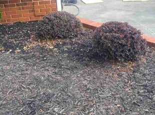 Bush Trimming by Denise Santana for Carolyn R. in Cartersville, GA