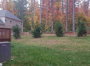 Leaf Removal by Timothy Pannell for Mike W. in Greensboro, NC