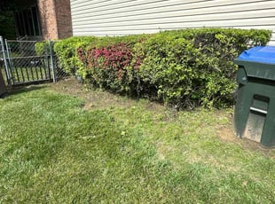 Bush Trimming by Fidel Rodriguez for Sarah P. in Springfield, VA