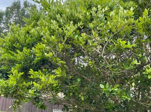 Bush Trimming by Daniel Burse for Maddison F. in Atlanta, GA