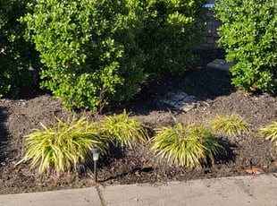 Weeding by Micah Barnes for Josh S. in Suffolk, VA