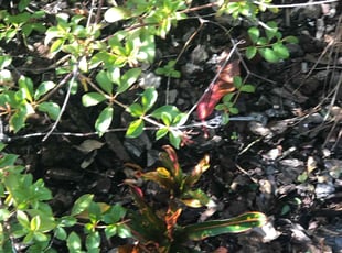 Weeding by Wayne Douglas for Aaron B. in Ruskin, FL