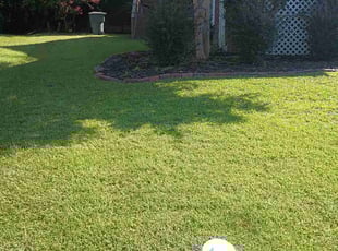 Tara C.'s Lawn Service service result