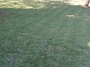 Sean N.'s Lawn Service service result