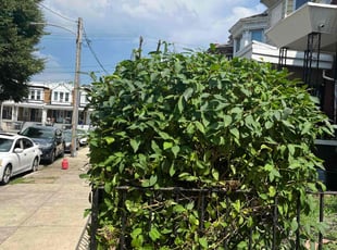 Bush Trimming by Eric Brooks for Levi F. in Philadelphia, PA