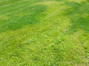 Cleanups by Christopher Rhyne for Alexandra L. in Madison, WI
