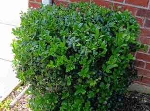 Bush Trimming by James Judd for Sam R. in Louisville, KY
