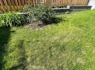 Bush Trimming by Steve Stensland for Donald C. in Minneapolis, MN