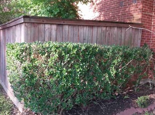 Bush Trimming by Jesus Martinez for Crystal C. in Houston, TX