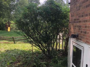 Bush Trimming by Kareem Bonner for Michael H. in Amelia, OH