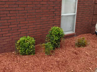 Bush Trimming by Robert Rust for Cecelia J. in Southaven, MS