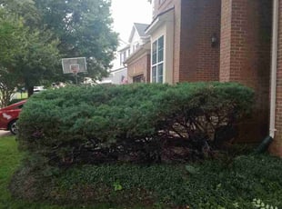 Bush Trimming by Shawn Hussey for Carl B. in Ashburn, VA