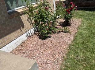 Weeding by Nicholas Murillo for Robert Z. in Denver, CO