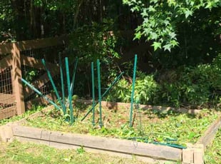Weeding by Denise Santana for Carlo H. in Kennesaw, GA