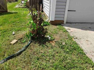 Bush Trimming by Patrick Jackson for Andrew S. in Kannapolis, NC