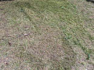 Cleanups by Eliezer Paez for Amber w. in Ogden, UT