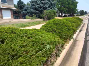 Bush Trimming by Alley Parker for Shannon J. in Northglenn, CO