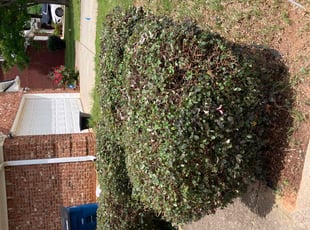 Bush Trimming by Danmario Smith for Chelsea T. in McDonough, GA