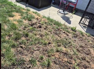 Aeration by David Solomon for Lori L. in Chicago, IL