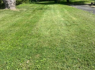 Matthew S.'s Lawn Maintenance service result