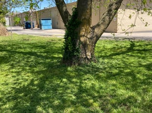 Sarah C.'s Lawn Mowing service result