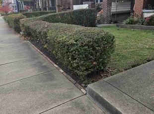Bush Trimming by Brandon Morris for Nancy A. in Pittsburgh, PA