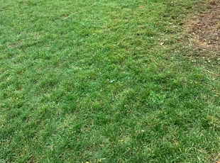 Weeding by Kelvin Dertz for Austin D. in Milwaukee, WI