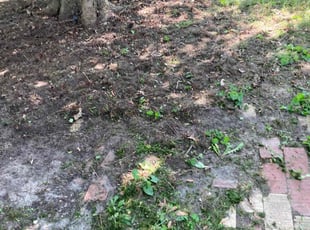 Leaf Removal by Demetrius Bennett Jr for Sophia D. in Euclid, OH