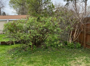 Bush Trimming by Adrian Franco-Gonzalez for Brian S. in Toledo, OH