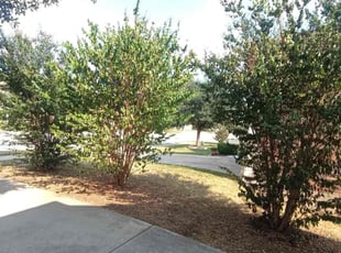 Bush Trimming by Wilmer Guevara for Anand I. in Austin, TX