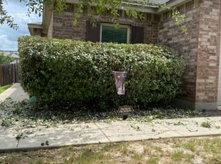 Bush Trimming by Lacy Dixon for Carrie M. in San Antonio, TX
