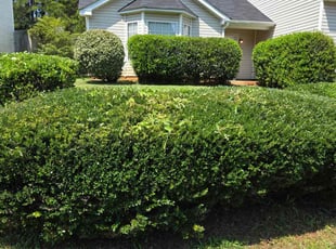 Bush Trimming by Nathan Otwell for Hortance K. in Lithonia, GA