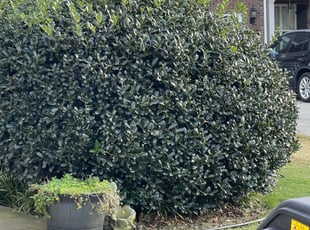 Bush Trimming by Anthony Shelton for Sharon G. in Cartersville, GA