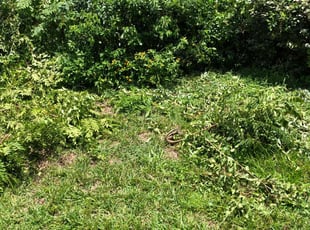 Bush Trimming by Lorraine Best for Davison H. in Ocala, FL