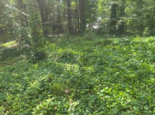 Bush Trimming by Dominic Aparicio for Bridget S. in Snellville, GA