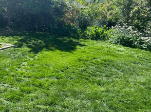 Amie N.'s Lawn Mowing service result