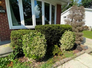 Bush Trimming by Westley West for Steven H. in Catonsville, MD