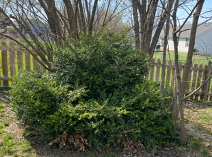 Bush Trimming by Joe Rulo for Danielle M. in St. Peters, MO