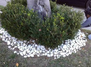 Weeding by Arthur Haskins for Joe B. in Richmond, VA