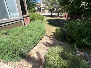 Bush Trimming by Travis Young for Michele O. in Aurora, CO