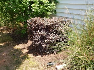 Bush Trimming by Nicholous Johnson for Michelle B. in wake forest, nc