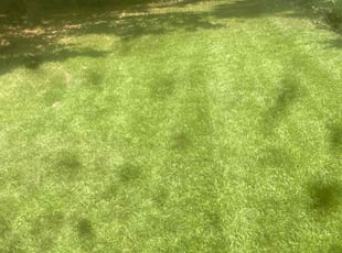 Helen P.'s Yard Cutting service result