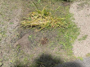 Weeding by Deshawn Chester for Virginia B. in Rochester, NY