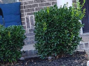 Weeding by Eric Diaz for Sabina M. in Savannah, TX