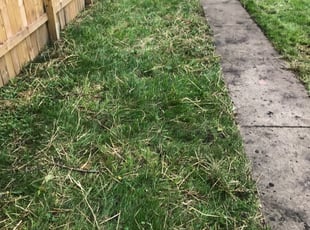 Cleanups by Stephan Coleman for Hannah O. in Columbus, OH