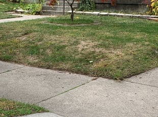 Leaf Removal by Ryan Cooper for Keegan D. in Grand Rapids, MI
