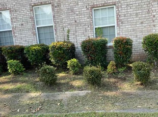 Weeding by Valera Swearngin for Andrew B. in Chesapeake, VA