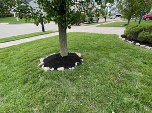 Cleanups by Beatriz Mariscal Zaragoza for Thomas J. in Fairborn, OH
